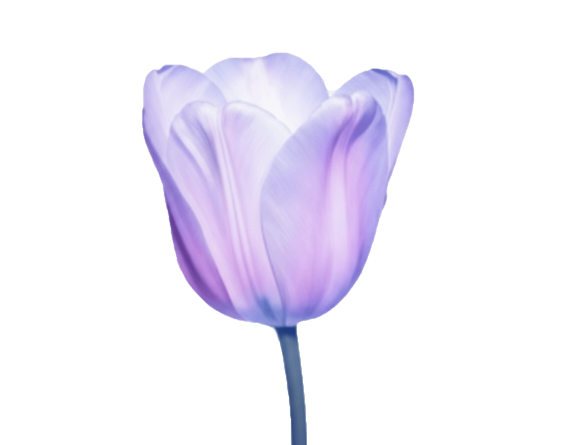 tulip background